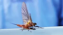 Video thumb for Twilight Drakes